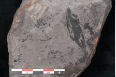 Foto (Detailansicht) von Noeggerathia palmaeformis Goeppert (NHMW-GEO-2024-0188-10746)